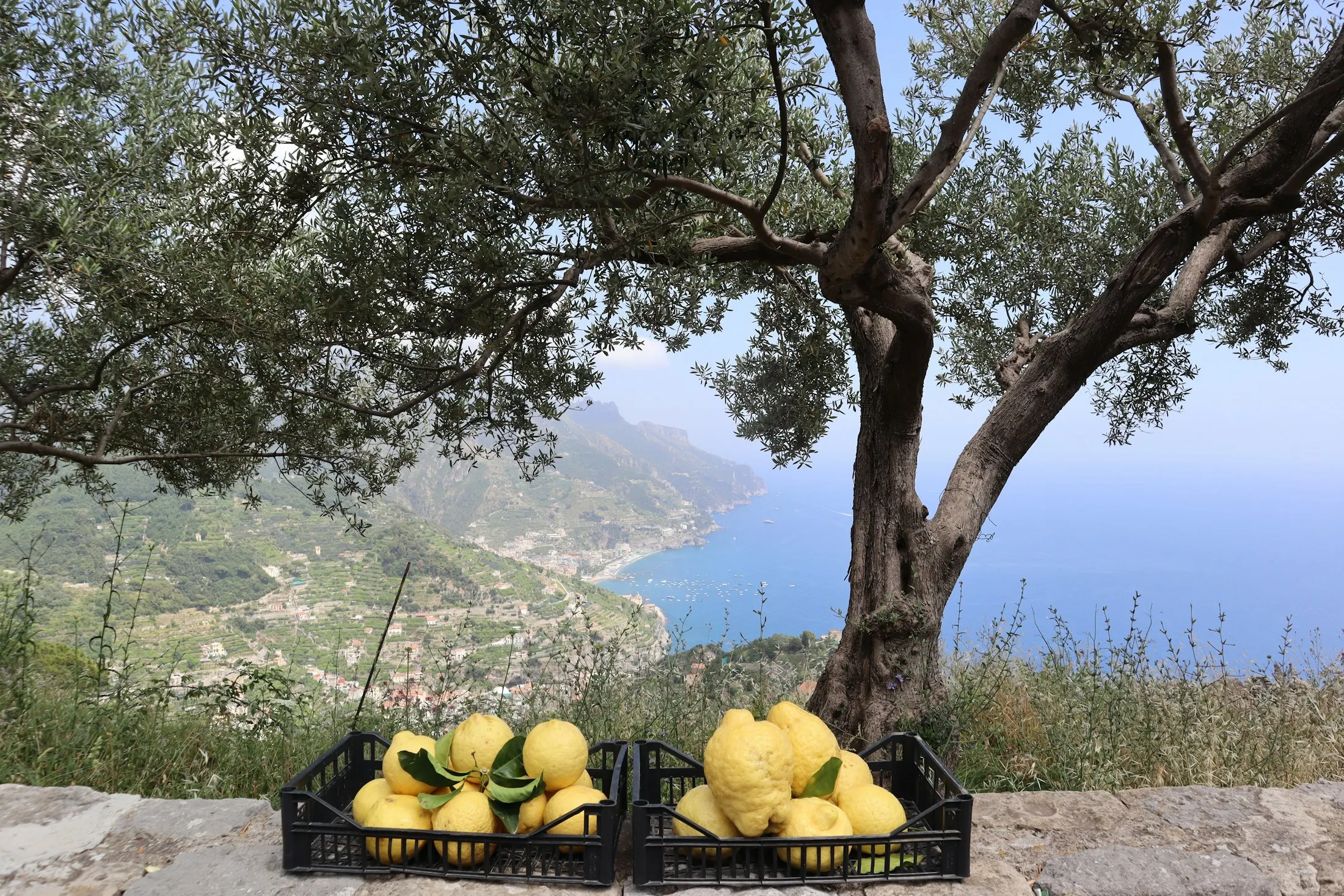 Crates of lemons beneath an olive tree, above a steep Mediterranean coastline